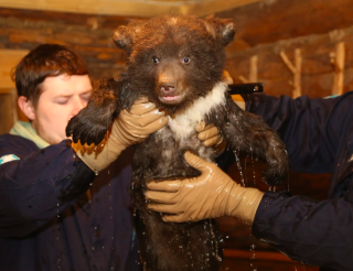 The unique Orphan Bear Rescue Center helps hundreds of clubfoot